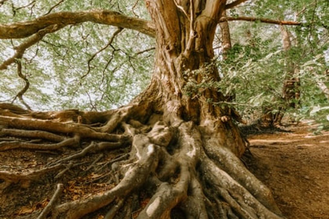 Root of it all